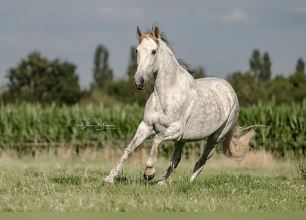 PRE, Mare, 10 years, 15,2 hh, Grey-Dapple