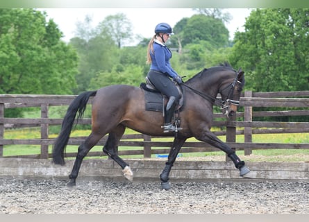 PRE Mix, Mare, 10 years, 16,1 hh, Bay-Dark