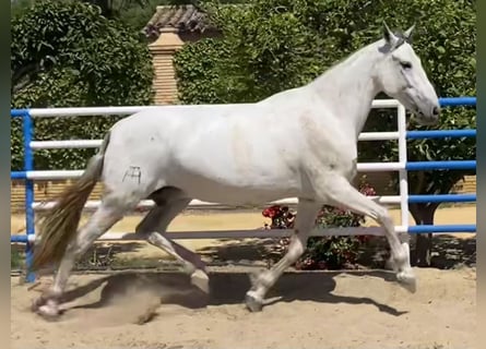 PRE, Mare, 10 years, 16,2 hh, Gray