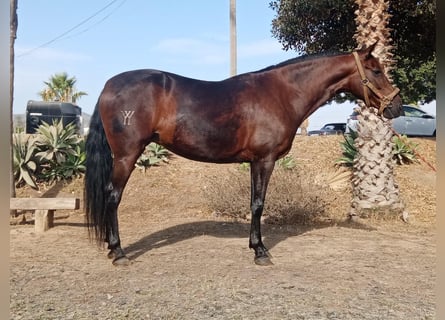 PRE Mix, Mare, 10 years, 16 hh, Brown