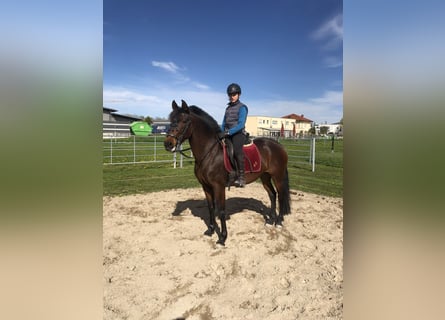 PRE Mix, Mare, 10 years, 16 hh, Brown