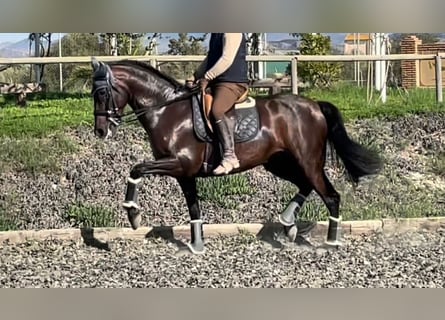 PRE, Mare, 10 years, 16 hh