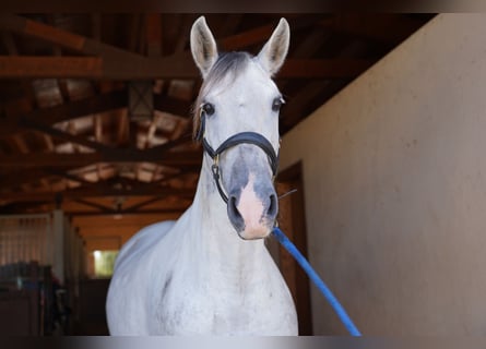 PRE, Mare, 10 years, 16 hh, Gray