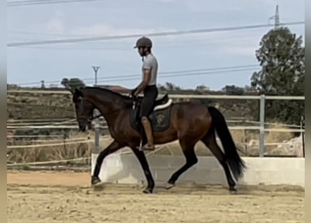 PRE Mix, Mare, 11 years, 15.2 hh, Bay
