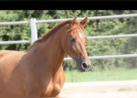 PRE, Mare, 11 years, 15 hh