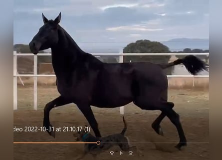 PRE, Mare, 11 years, 16,1 hh, Black