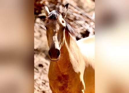 PRE Mix, Mare, 12 years, 15,2 hh, Dun