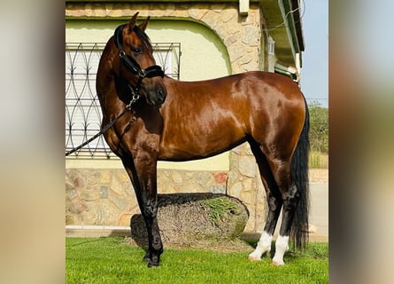 PRE Mix, Mare, 12 years, 16 hh, Brown