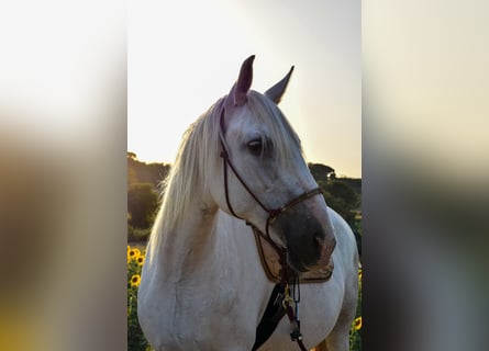 PRE, Mare, 12 years, 16 hh, Gray-Dapple