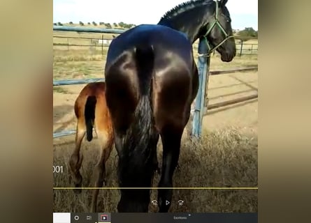 PRE, Mare, 12 years, 16,1 hh, Black