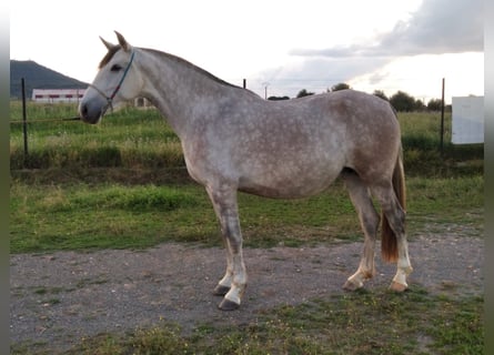 PRE, Mare, 12 years, 16,2 hh, Gray-Fleabitten