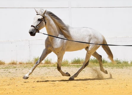 PRE, Mare, 12 years, Grey