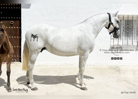PRE, Mare, 13 years, 15.1 hh, Grey