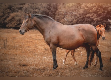 PRE Mix, Mare, 13 years, 15,2 hh, Brown