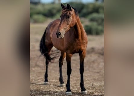 PRE Mix, Mare, 13 years, 15,2 hh, Brown