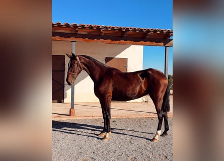 PRE, Mare, 13 years, 16,2 hh, Brown