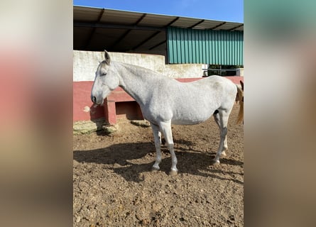 PRE, Mare, 13 years, 16,2 hh, Gray-Fleabitten