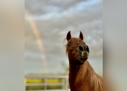 PRE Mix, Mare, 14 years, 15,2 hh, Chestnut-Red