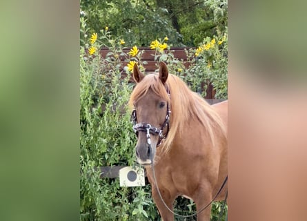 PRE, Mare, 14 years, 15,2 hh, Chestnut-Red