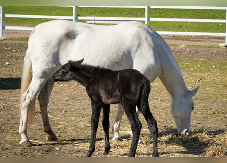 PRE, Mare, 14 years, Grey
