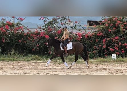 PRE Mix, Mare, 15 years, 15,3 hh, Brown