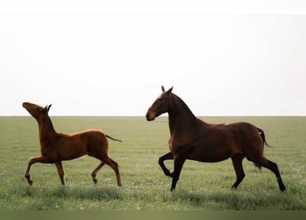 PRE Mix, Mare, 15 years, 16,1 hh, Bay-Dark