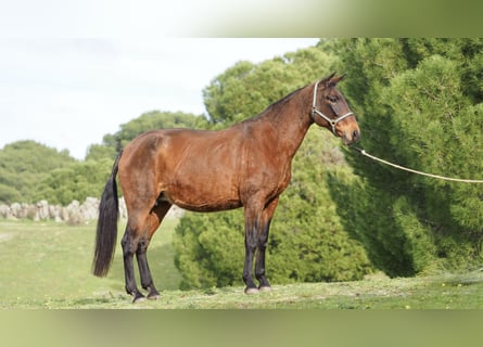 PRE Mix, Mare, 16 years, 15.2 hh, Bay