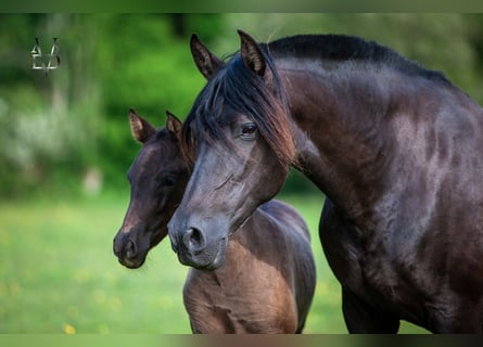 PRE, Mare, 16 years, 15,2 hh, Black