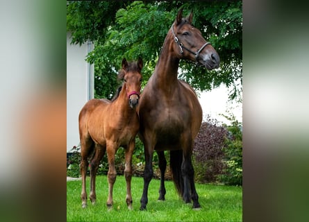 PRE Mix, Mare, 16 years