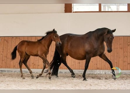 PRE Mix, Mare, 16 years