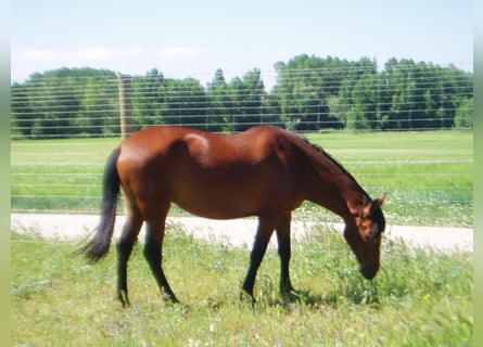 PRE, Mare, 17 years, 15.1 hh, Brown