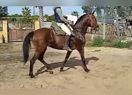 PRE, Mare, 17 years, 15,2 hh, Brown