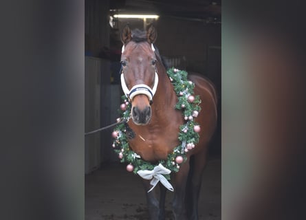 PRE Mix, Mare, 17 years, 16 hh, Brown