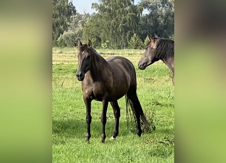 PRE, Mare, 19 years, 15.2 hh, Grullo