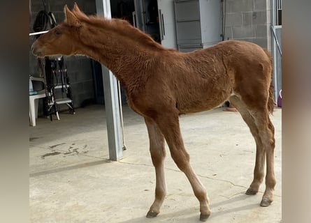 PRE, Mare, 1 year, 13.1 hh, Chestnut-Red