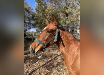 PRE, Mare, 1 year, 14,1 hh, Bay