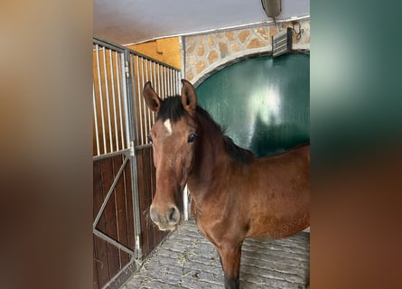 PRE, Mare, 1 year, 14,1 hh, Brown