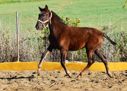 PRE, Mare, 1 year, 14,1 hh, Chestnut