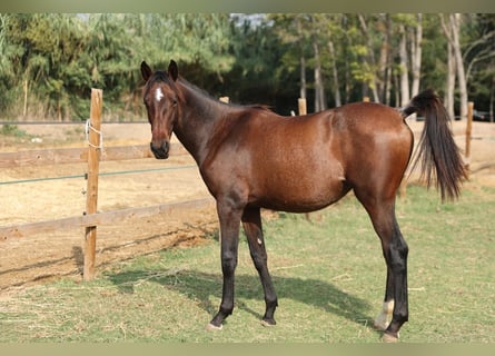 PRE Mix, Mare, 1 year, 14.2 hh, Brown