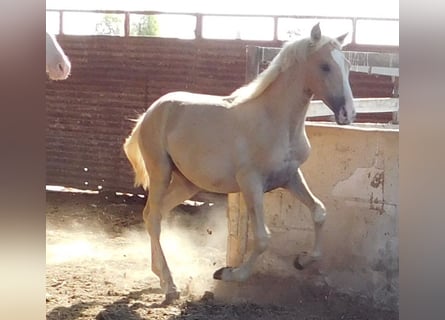 PRE, Mare, 1 year, 14.2 hh, Palomino