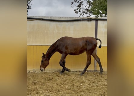 PRE, Mare, 1 year, 14,3 hh, Brown