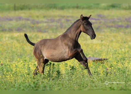 PRE Mix, Mare, 1 year, 15.2 hh, Black