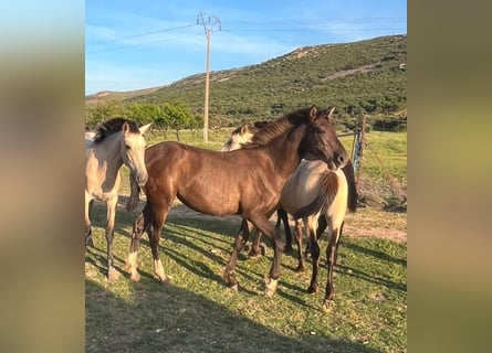 PRE Mix, Mare, 1 year, 15.2 hh, Black