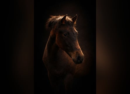 PRE, Mare, 1 year, 15.2 hh, Pearl