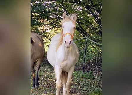 PRE Mix, Stute, 1 Jahr, 15,2 hh, Perlino