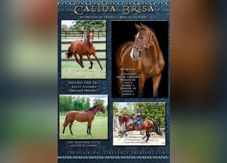 PRE Mix, Mare, 1 year, 15 hh, Bay