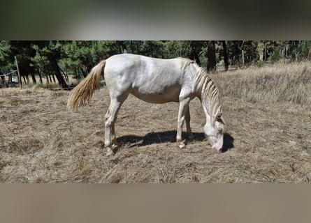 PRE Mix, Mare, 1 year, 15,1 hh, Perlino