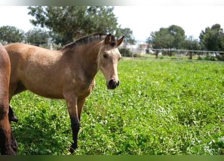 PRE Mix, Mare, 1 year, 15,2 hh, Dun