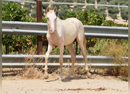 PRE, Mare, 1 year, 15,2 hh, Perlino