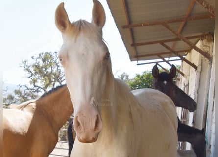 PRE, Mare, 1 year, 15,2 hh, Perlino
